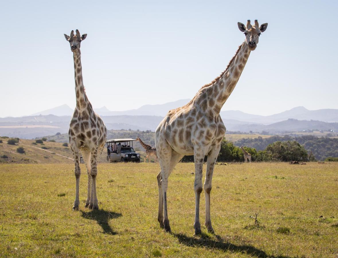 Botlierskop Private Game Reserve Reebok Exteriér fotografie