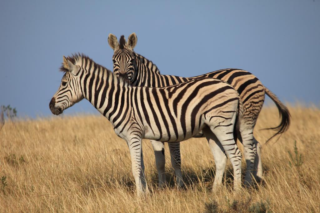 Botlierskop Private Game Reserve Reebok Exteriér fotografie