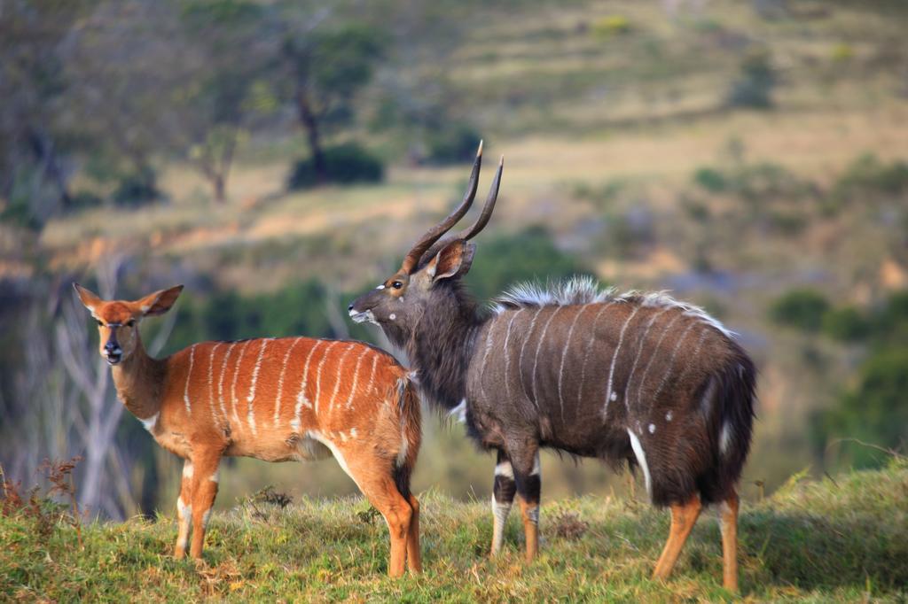 Botlierskop Private Game Reserve Reebok Exteriér fotografie