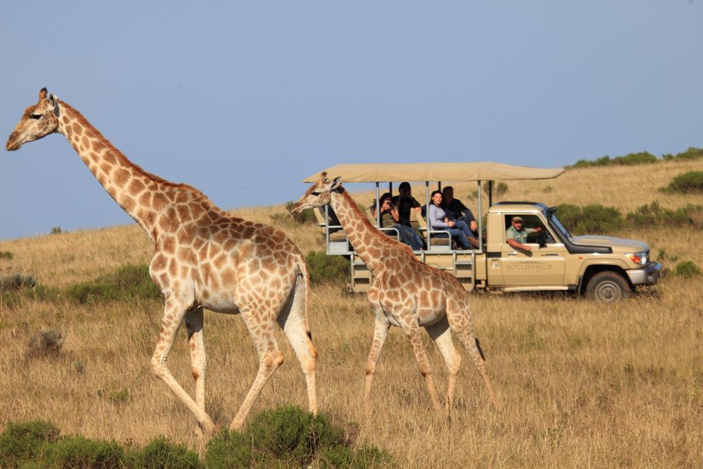 Botlierskop Private Game Reserve Reebok Exteriér fotografie