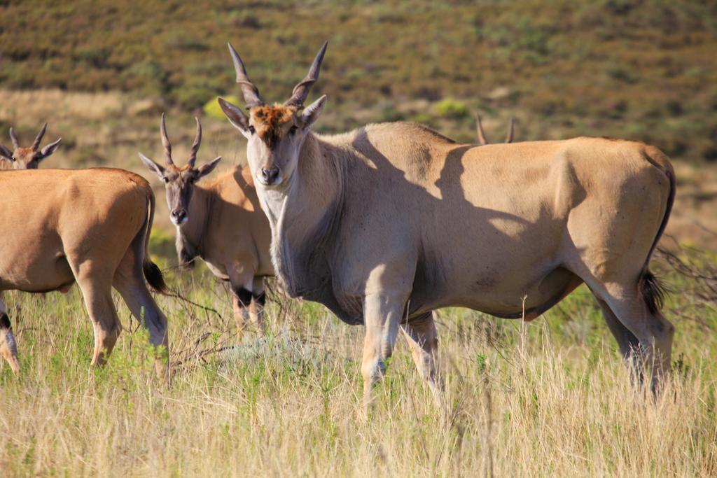Botlierskop Private Game Reserve Reebok Exteriér fotografie